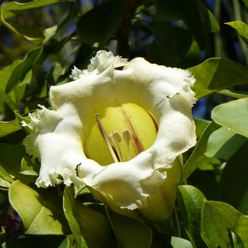 Heirloom Non-GMO Solandra Grandiflora Flower Seeds for Tropical Garden Landscapes and Bold Bloom Displays for planting in home garden