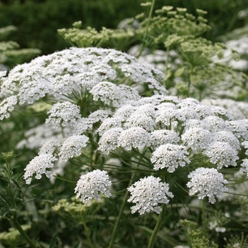 White Bishops Flower Seeds for Planting, 100 pcs seeds for planting in home garden