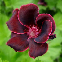 Burgundy Geraniums Heirloom Non-GMO Seeds for Planting seeds for planting in home garden
