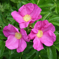 Rugosa Fragrant Rose Heirloom Non-GMO Seeds for Planting for planting in home garden