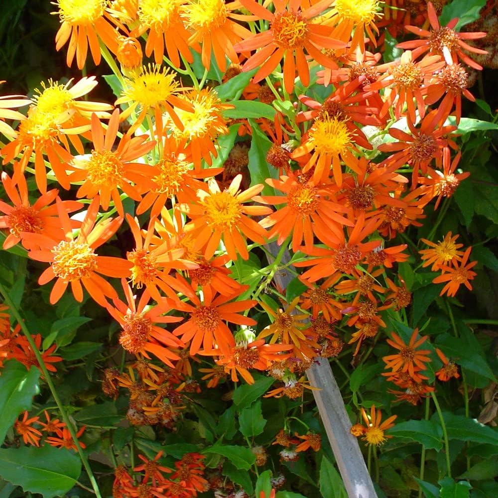 Confusus Mexico Flower Seeds for Planting - 100 pcs seeds for planting in home garden