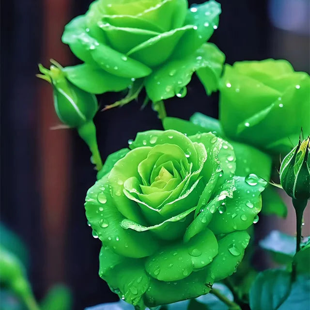 Dark Purple Rose Heirloom Non-GMO Seeds for Planting for planting in home garden