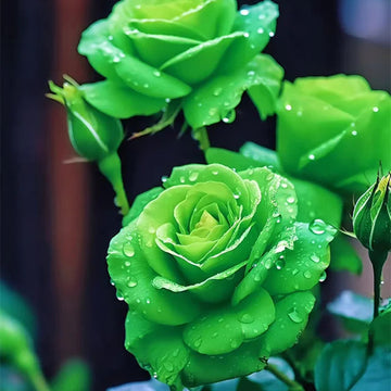 Dark Purple Rose Heirloom Non-GMO Seeds for Planting for planting in home garden