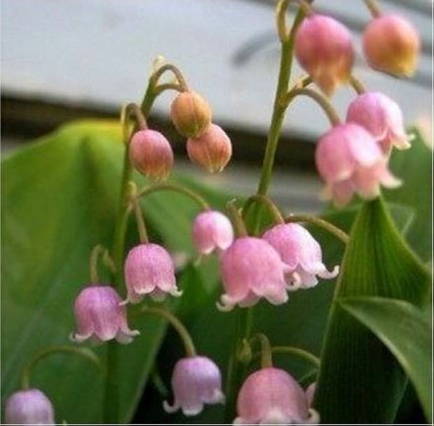 Bell (Bell scientific name) for planting in garden