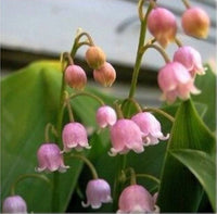 Bell (Bell scientific name) for planting in garden