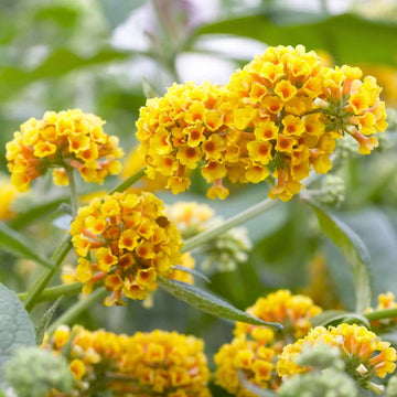 Heirloom Non-GMO Buddleia Flower Seeds for Garden Planting for planting in home garden