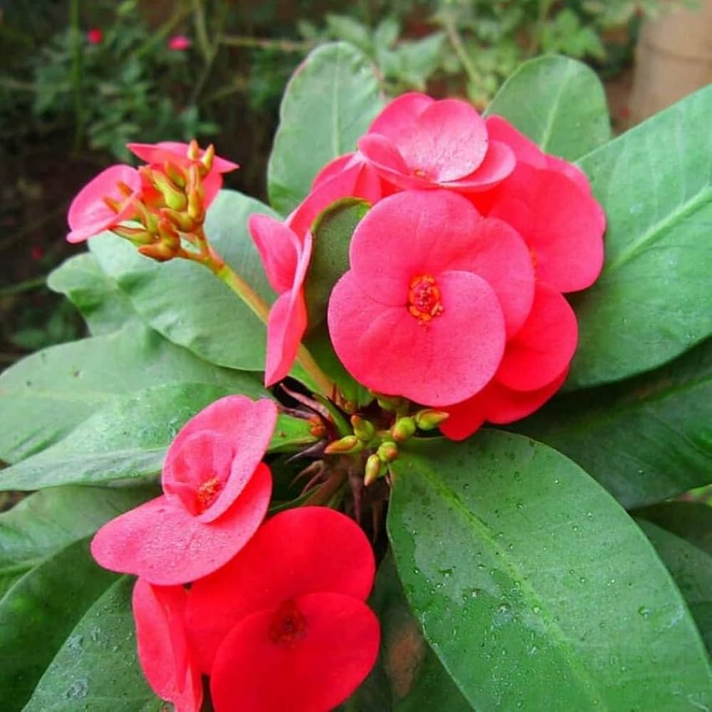 Red (Red scientific name) for planting in garden