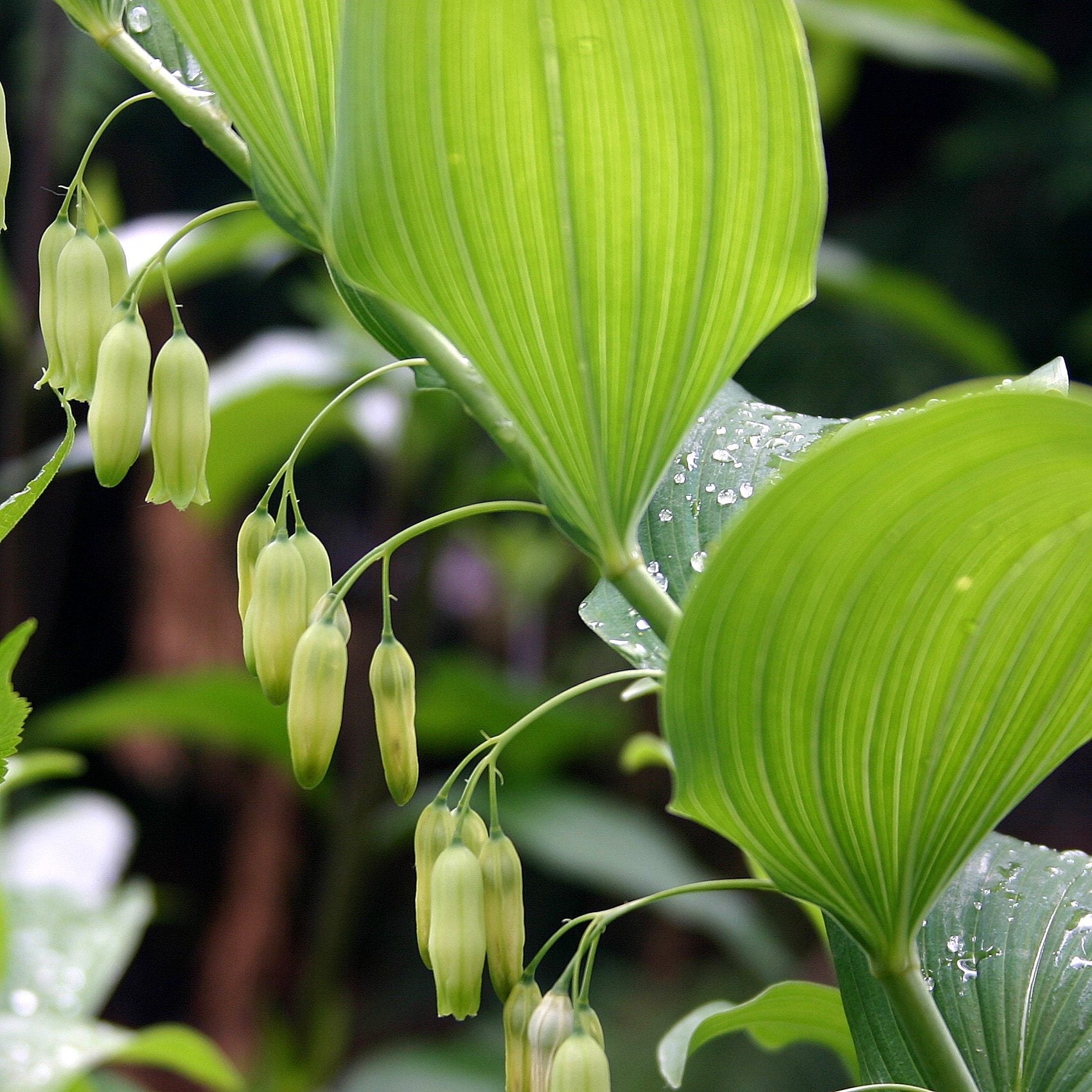 Heirloom Non-GMO Polygonatum Flower Seeds for planting in home garden