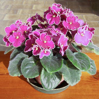 Pink (Pink scientific name) for planting in garden