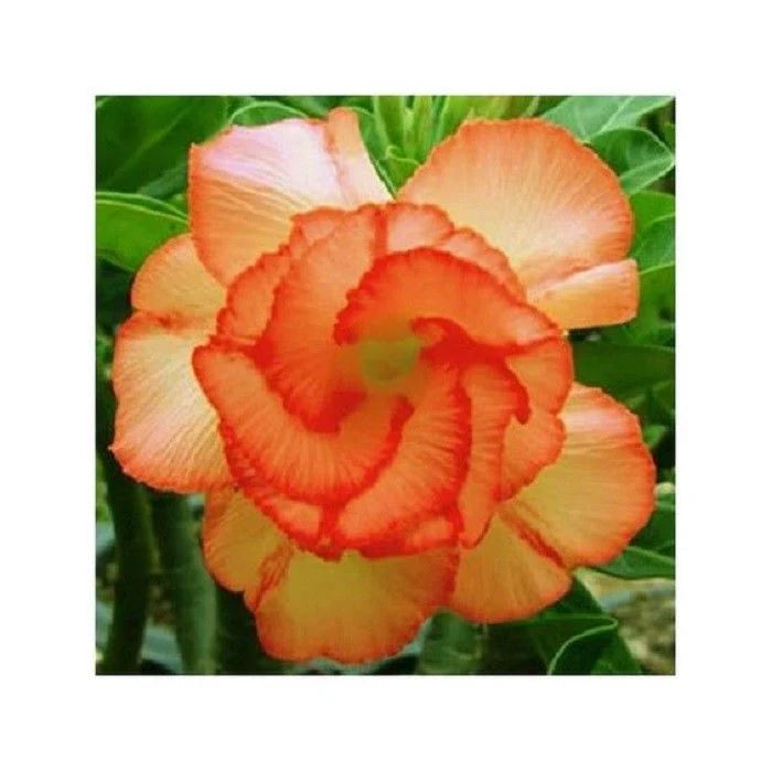 Orange Adenium Flower Seeds for Planting - NON GMO Seeds seeds for planting in home garden