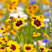 Calliopsis Flower Seeds for Planting - NON GMO Seeds seeds for planting in home garden