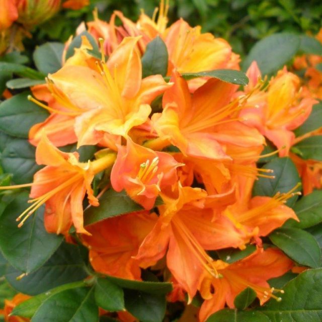Azalea Flower Seeds for Planting, Heirloom, Non-GMO, 100 pcs for planting in home garden