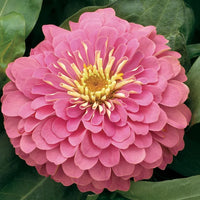 Heirloom Pastel Mix Zinnia Flower Seeds for Planting for planting in home garden