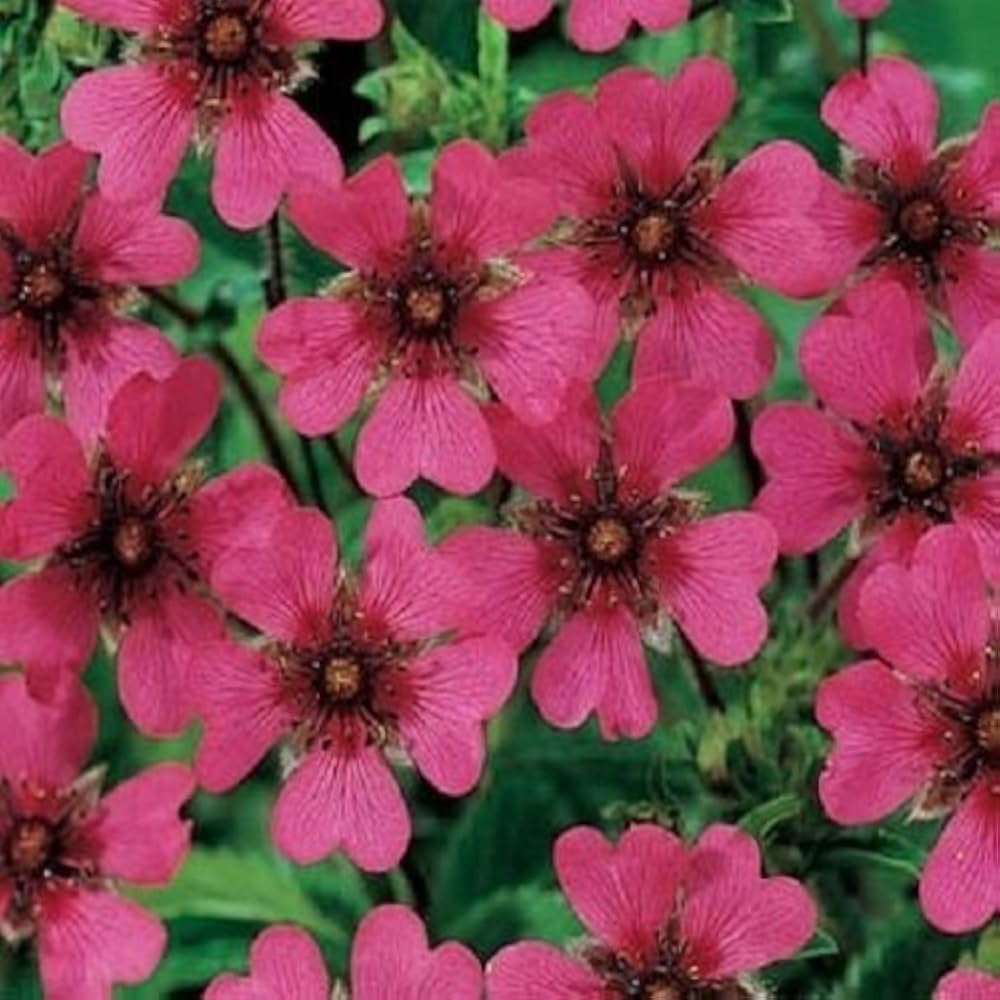 Pink Potentilla Nepalensis Flower Seeds for Planting - 100 pcs seeds for planting in home garden