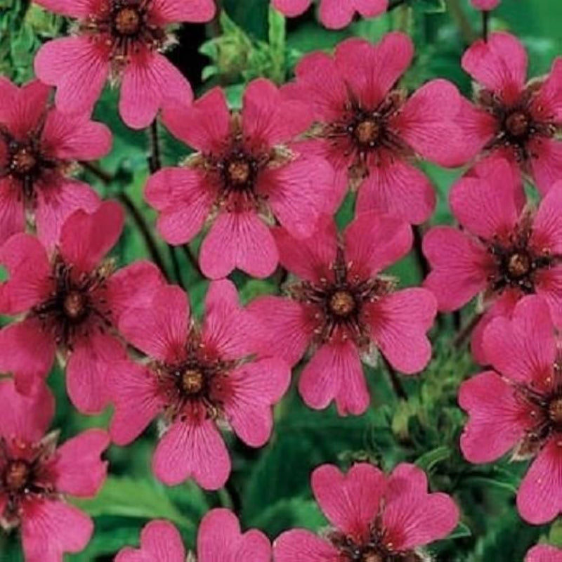 Pink Potentilla Nepalensis Flower Seeds for Planting - 100 pcs seeds for planting in home garden
