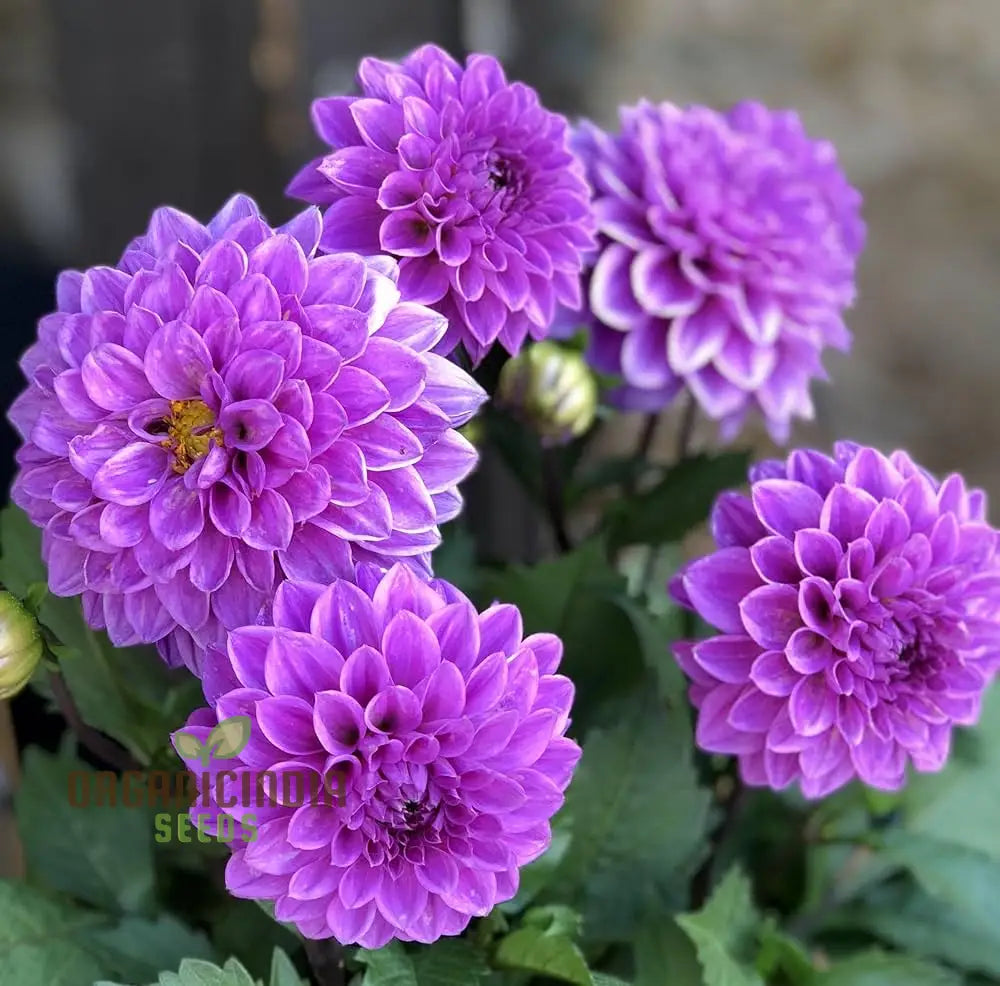 Astrantia Masterwort Purple Seeds – Organic, Heirloom, Non-GMO Flower Seeds seeds for planting in home garden