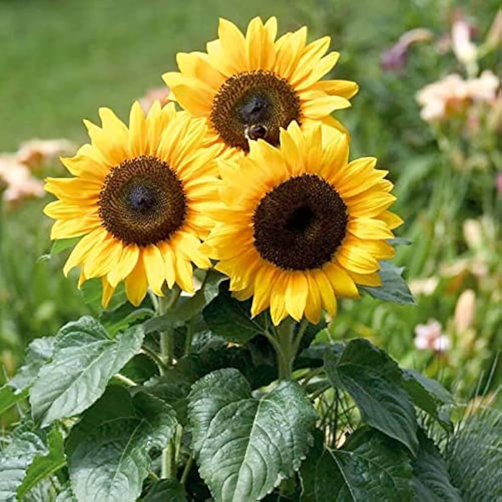 Yellow Hybrid Sunflower Seeds for planting in home garden