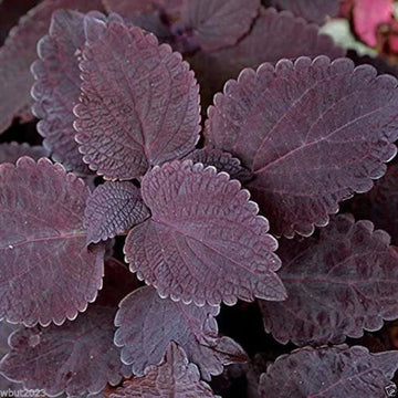 Deep Purple Coleus Plant Seeds for Planting - 100 pcs seeds for planting in home garden