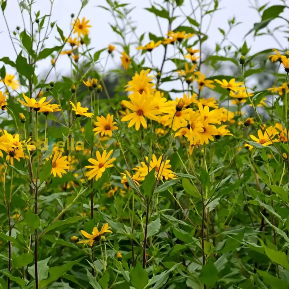 Topinambur Flower Seeds for Planting - 100 pcs seeds for planting in home garden