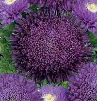 Organic Chrysanthemum Deep Purple Flower Seeds for Planting – Heirloom, Non-GMO seeds for planting in home garden