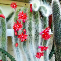 Fresh Monkey Tail Flower Seeds for Planting - 100 pcs seeds for planting in home garden