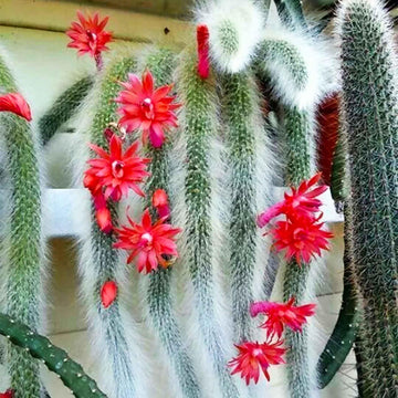 Fresh Monkey Tail Flower Seeds for Planting - 100 pcs seeds for planting in home garden