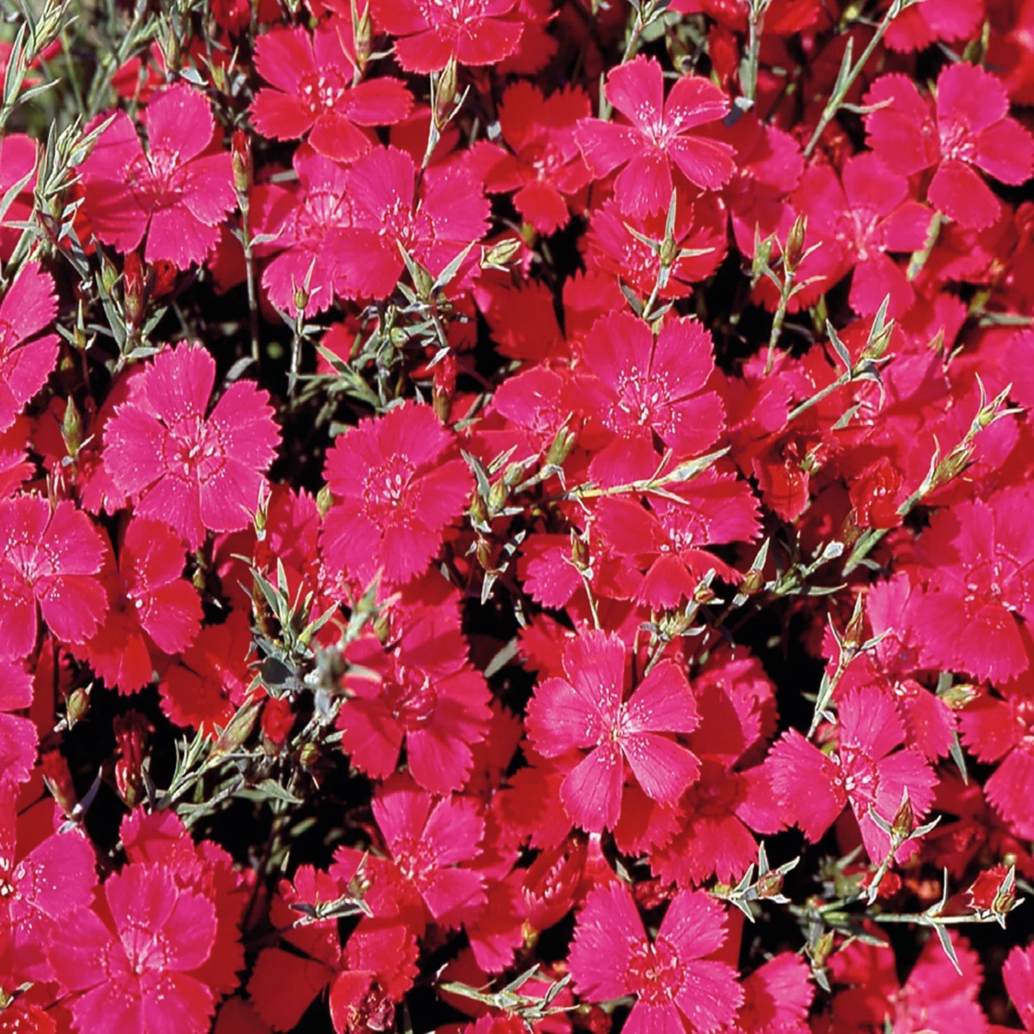 Heirloom Non-GMO Pink Dianthus Cardinal Flower Seeds for Garden Planting for planting in home garden