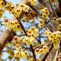 Red Chimonanthus Seeds for Planting - 100 pcs seeds for planting in home garden