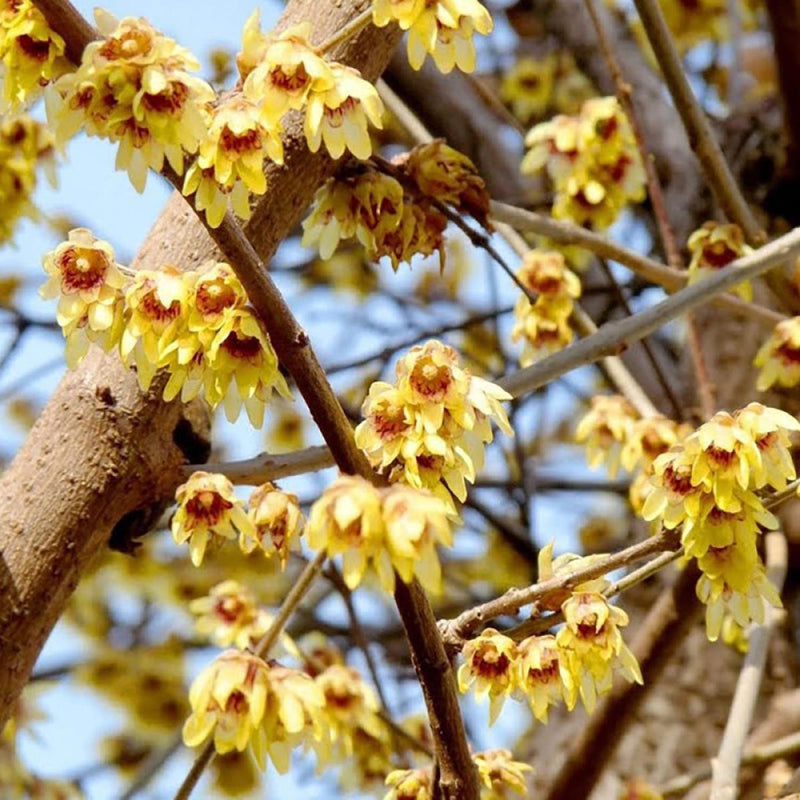Red Chimonanthus Seeds for Planting - 100 pcs seeds for planting in home garden