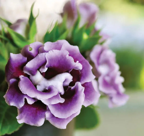 Heirloom Non-GMO Light Purple Gloxinia Flower Seeds for planting in home garden