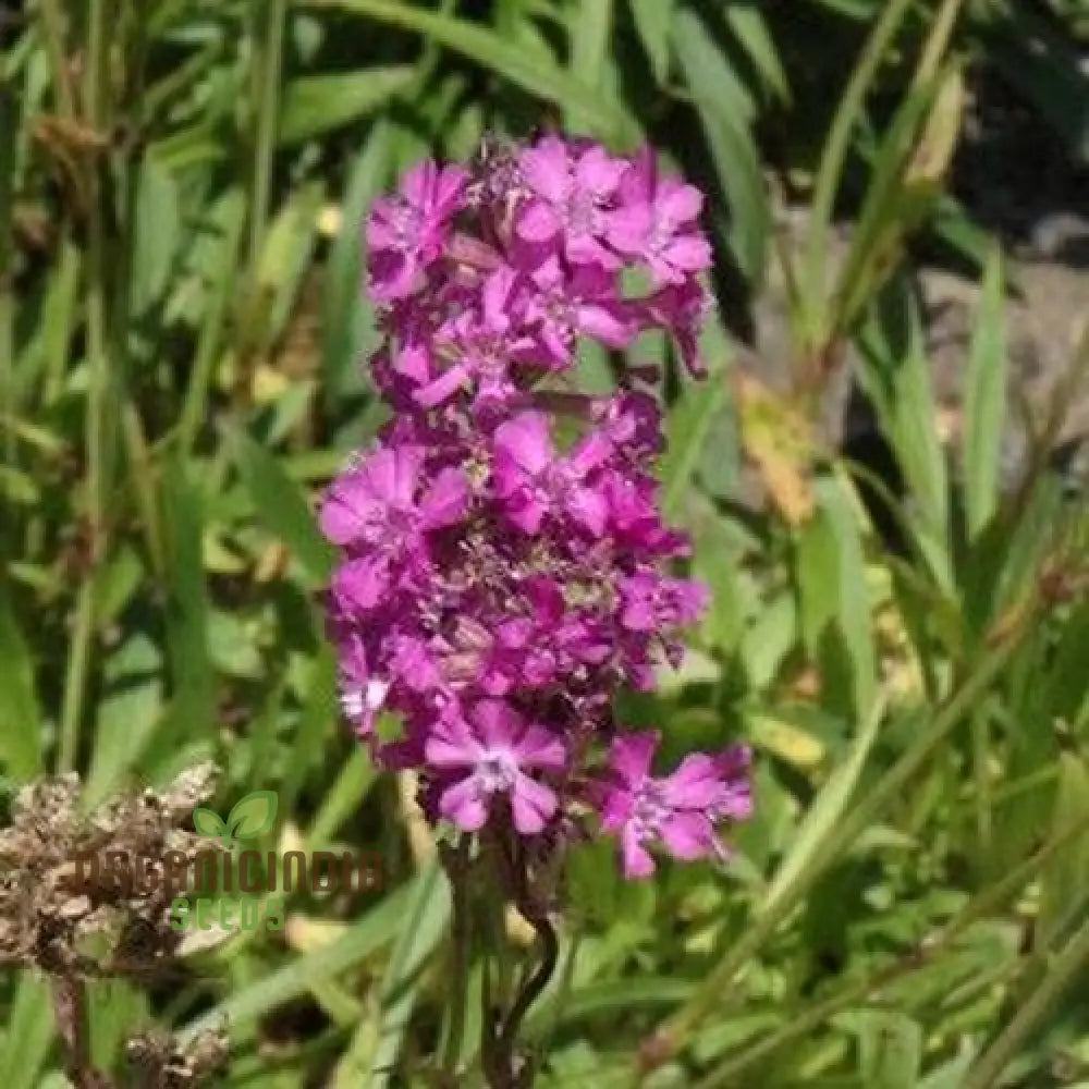 Violet Lychnis Flower Seeds for Planting - 100 pcs seeds for planting in home garden