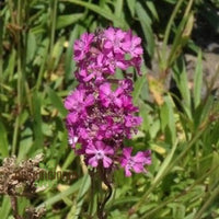 Violet Lychnis Flower Seeds for Planting - 100 pcs seeds for planting in home garden