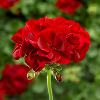 Red (Red scientific name) for planting in garden