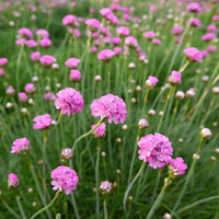 Heirloom Maritima Flower Seeds, Non-GMO Coastal Blooms for Hardy Garden and Rockery Planting for planting in home garden