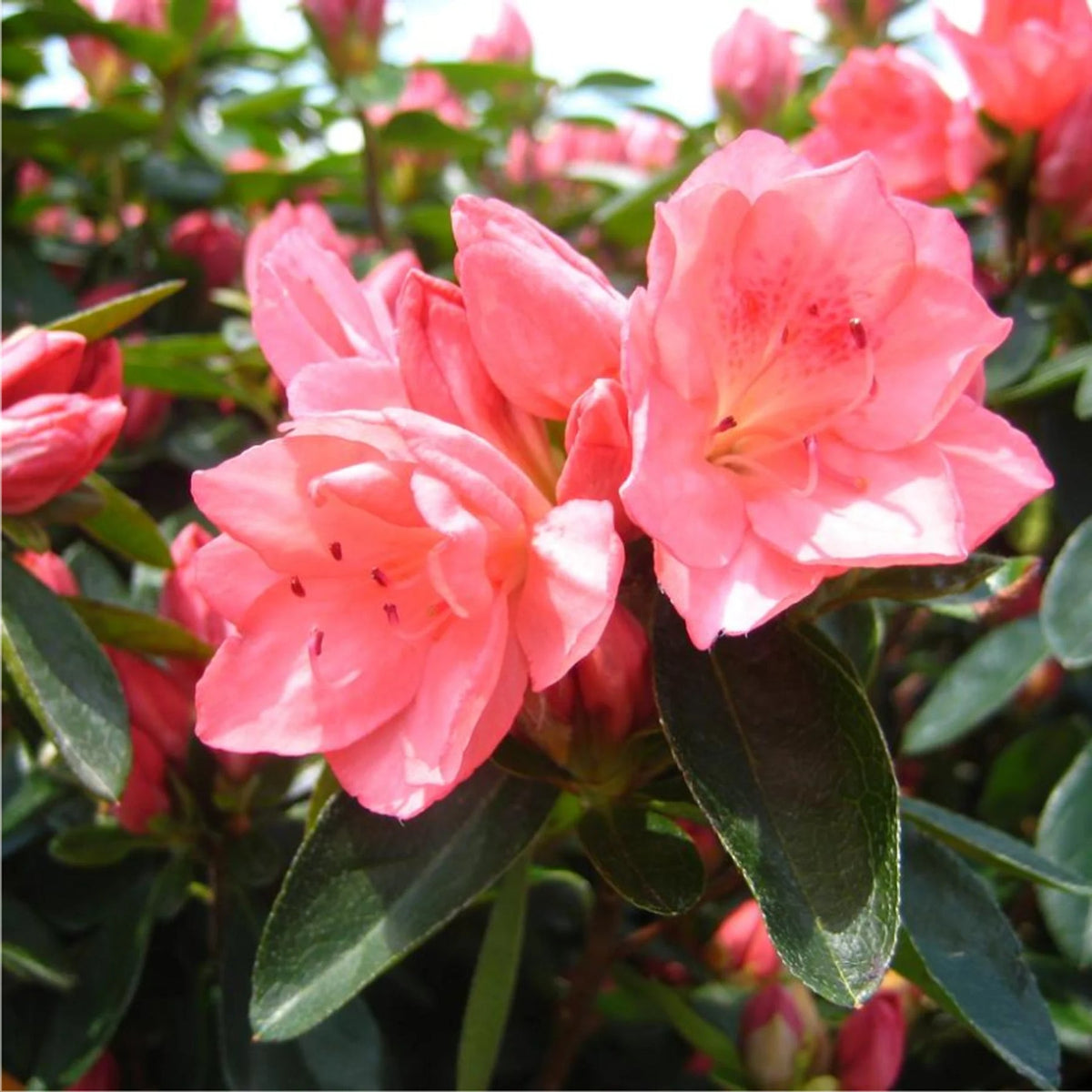 Rhododendron (Rhododendron scientific name) for planting in garden