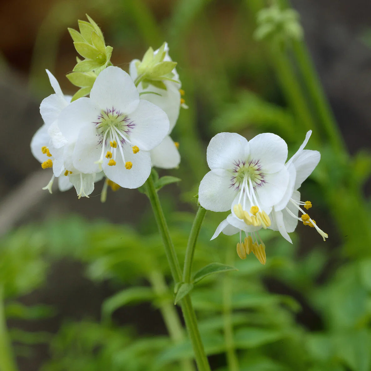 Jacob's Ladder Flower Seeds for planting in home garden
