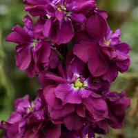 Purple Matthiola Flower Seeds for Planting - 100 pcs seeds for planting in home garden