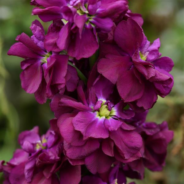 Purple Matthiola Flower Seeds for Planting - 100 pcs seeds for planting in home garden