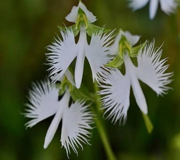 Heron Orchid Flower Seeds for Planting - 100 pcs seeds for planting in home garden