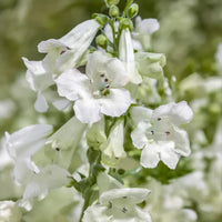 White (White scientific name) for planting in garden