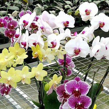 Mixed (Mixed scientific name) for planting in garden