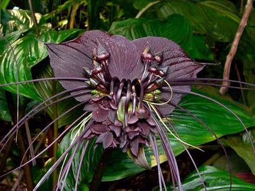 Black Tacca Chantrieri Plant Seeds – Heirloom Non-GMO Bat Flower Seeds for Exotic Tropical Gardens seeds for planting in home garden
