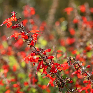 Pineapple Sage Flower Seeds for Planting - Heirloom and Non-GMO Seeds for Home Garden for planting in home garden