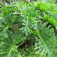 Green Philodendron Selloum Seeds for Planting - Heirloom & Non-GMO Seeds for planting for planting in home garden