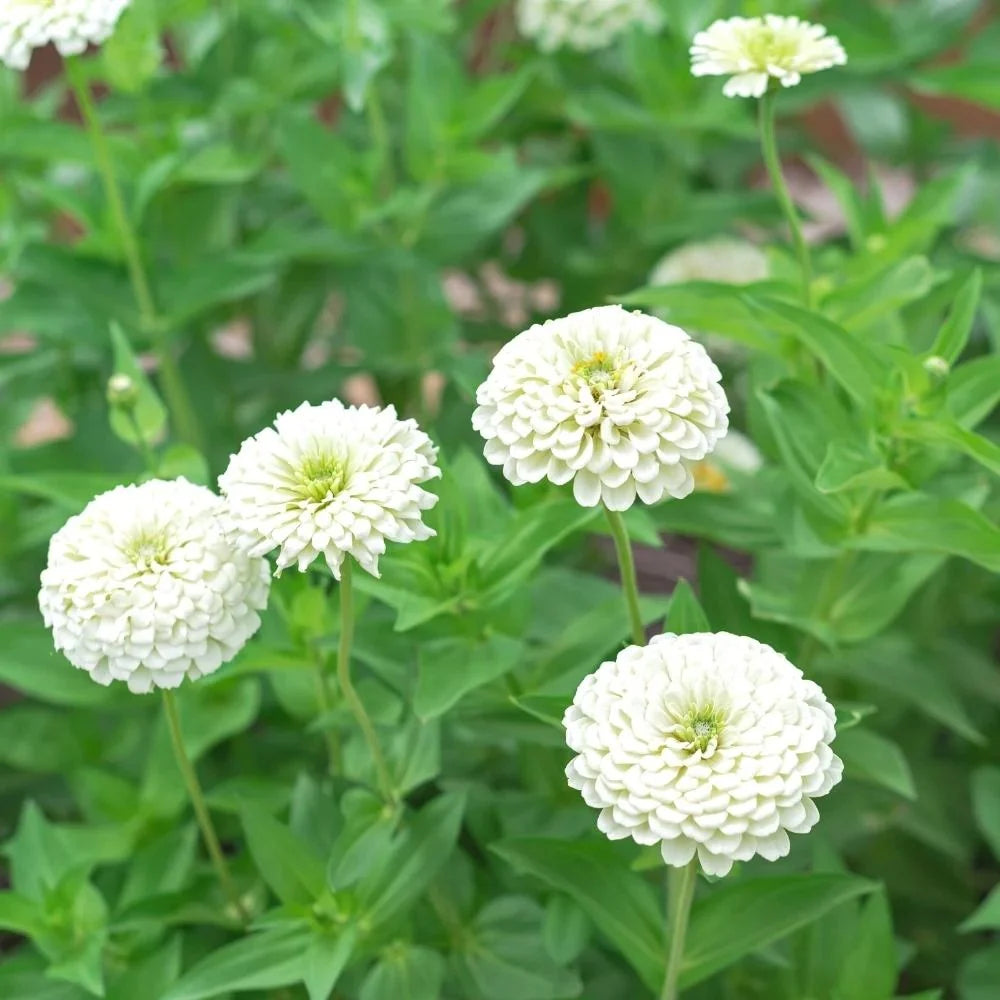 Zinnia (Zinnia scientific name) for planting in garden
