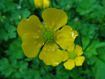 Yellow Buttercup Flower Seeds for Planting, 100 pcs seeds for planting in home garden