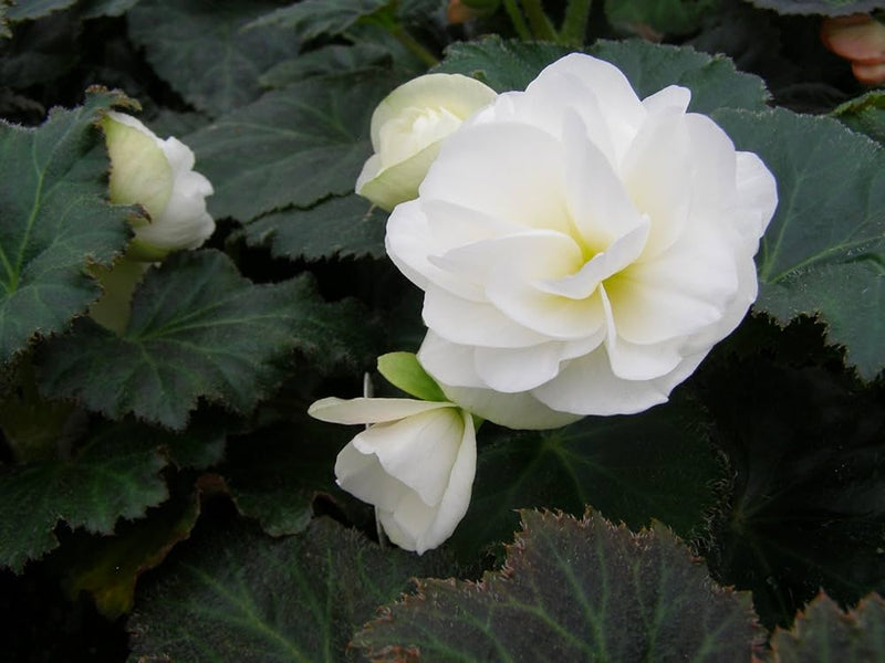 Tuberous Begonia Flower Seeds for Planting NON GMO Seeds seeds for planting in home garden