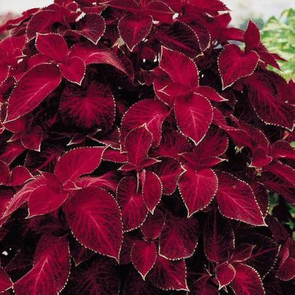 Deep (Deep scientific name) for planting in garden