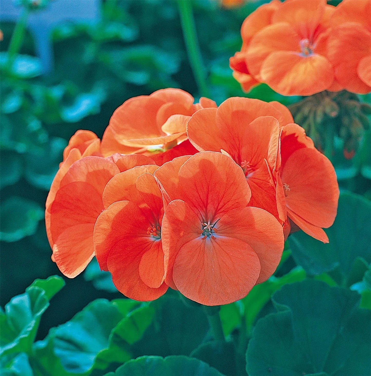 Maverick (Maverick scientific name) for planting in garden