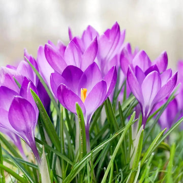 Heirloom Non-GMO Purple Colchicum Flower Seeds for Autumn Garden Planting for planting in home garden